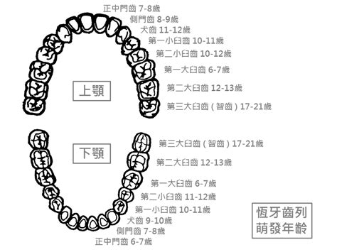 牙齒總數|我們有幾顆牙？